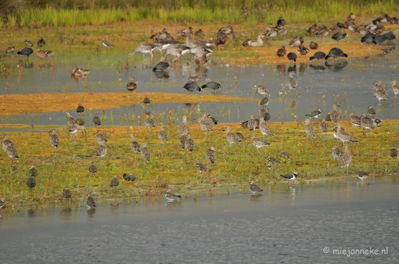 DSC_4399.JPG - Zelfs een reiger kwam kijken maar vond het erg druk dus vertrok ook weer.