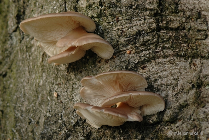 DSC_3365.JPG - Veluwe