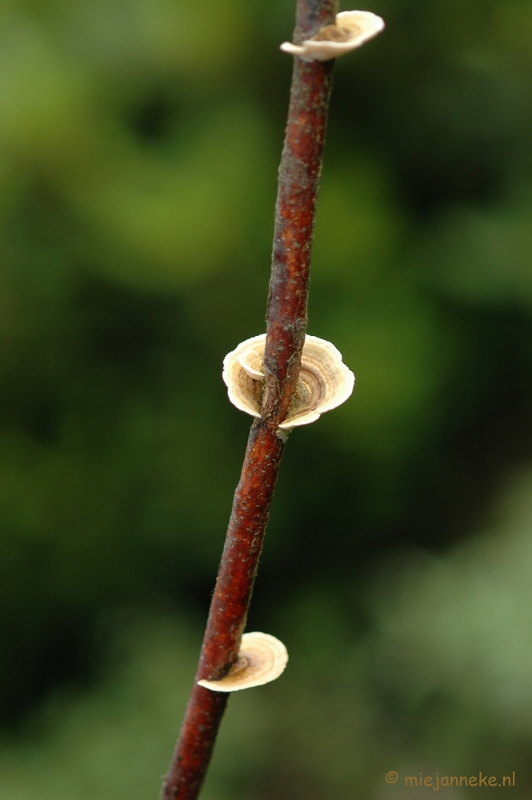 DSC_3386.JPG - Veluwe