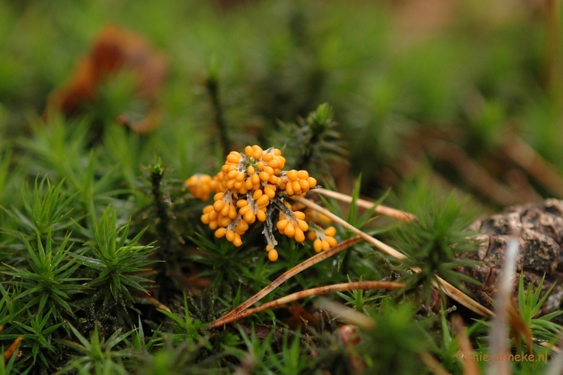 DSC_3502.JPG - Veluwe