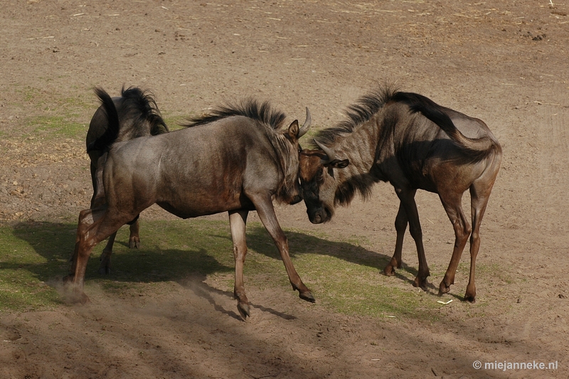 DSC_7596.JPG - Beekse Bergen