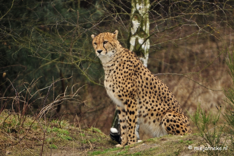 _DSC5228.JPG - Beekse Bergen