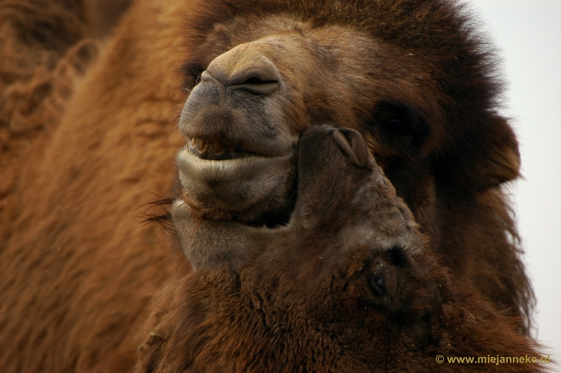 DSC_0312.JPG - Dierenrijk Nuenen 2011