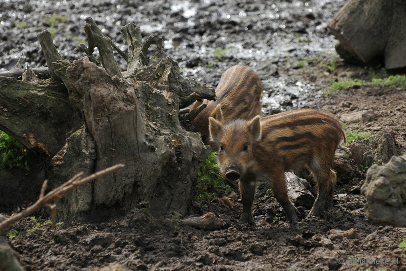 DSC_5347.JPG - Dierenrijk Nuenen 2011