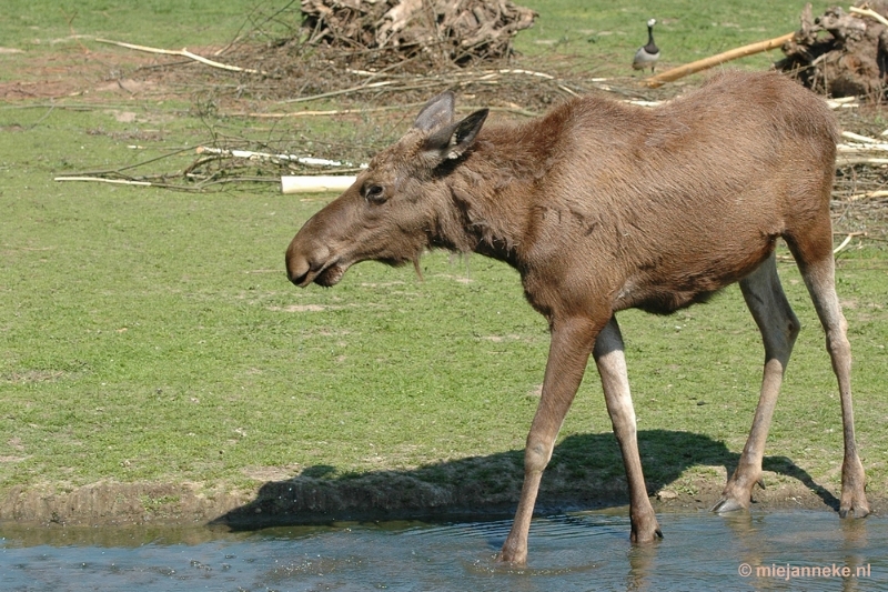 DSC_8529.JPG - Dierenrijk Nuenen 2011