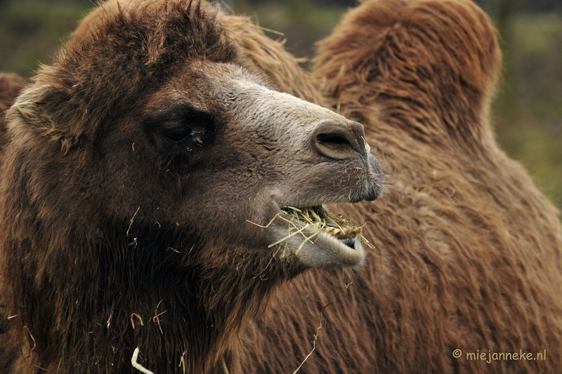 _DSC4389a.JPG - Dierenrijk Nuenen 2011