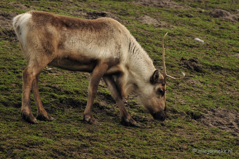 _DSC4601a.JPG - Dierenrijk Nuenen 2011