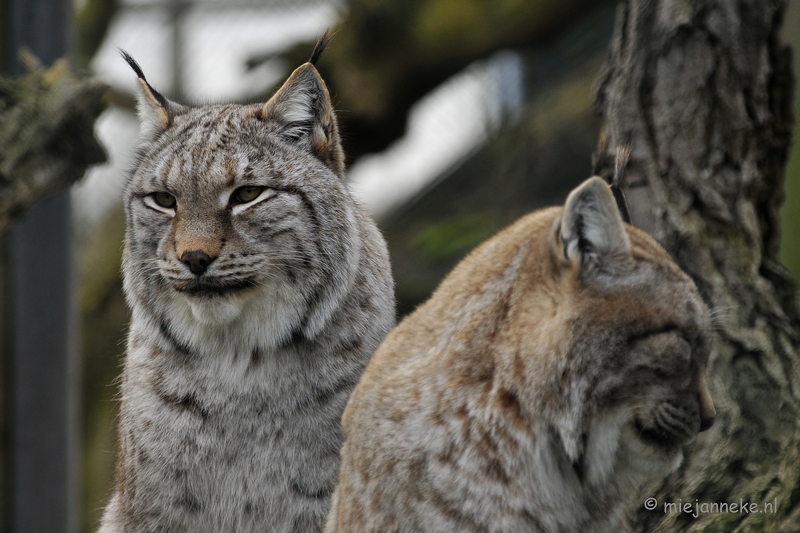 _DSC4695a.JPG - Dierenrijk Nuenen 2011