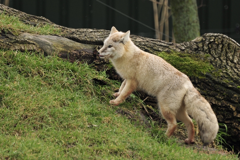 _DSC4739a.JPG - Dierenrijk Nuenen 2011