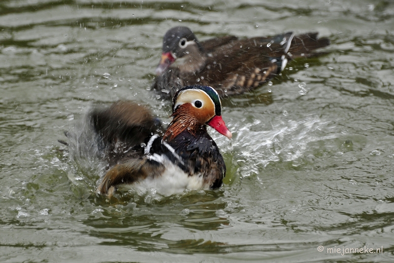 _DSC4809a.JPG - Dierenrijk Nuenen 2011