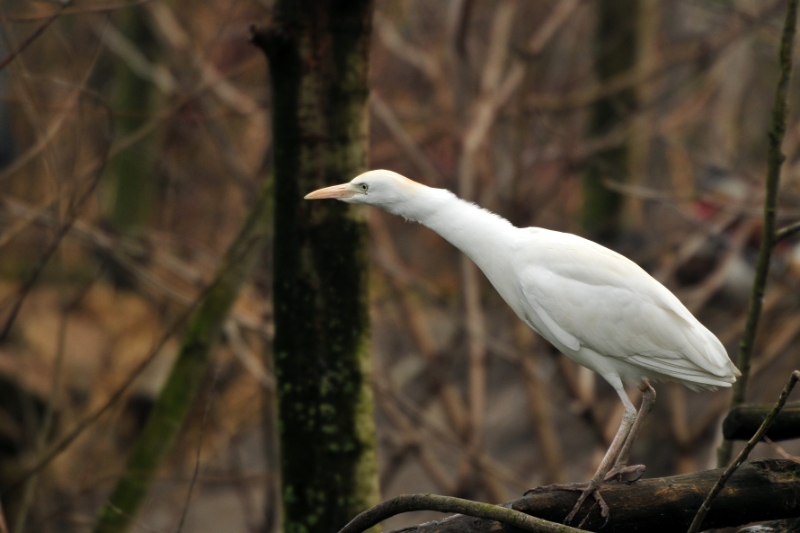 _DSC5324.JPG - Dierenrijk Nuenen 2011