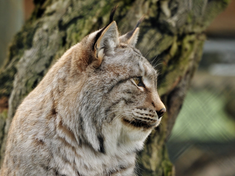 _DSC5876.JPG - Dierenrijk Nuenen 2011