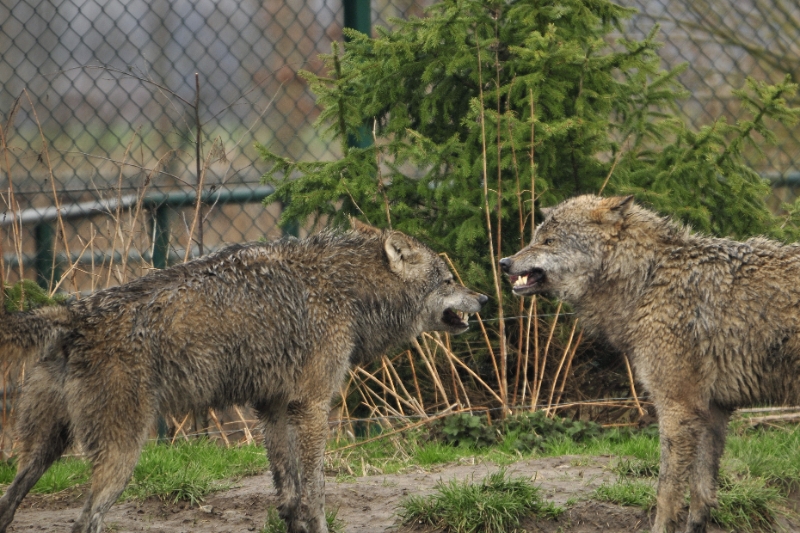 _DSC5901.JPG - Dierenrijk Nuenen 2011