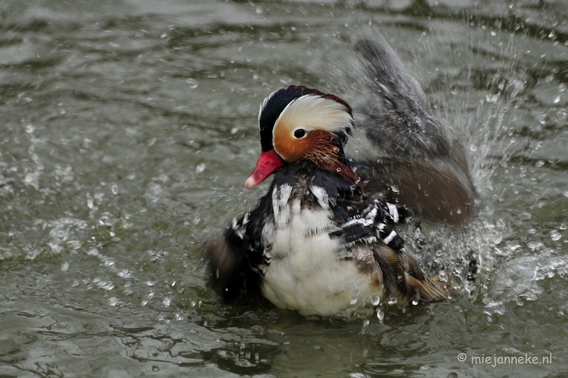 eend.JPG - Dierenrijk Nuenen 2011