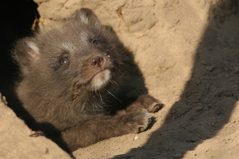 poolvosje.JPG - Dierenrijk Nuenen 2011