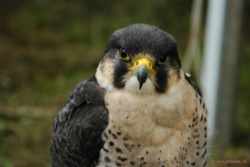 DSC_1594.JPG - Falcon Crest 2011