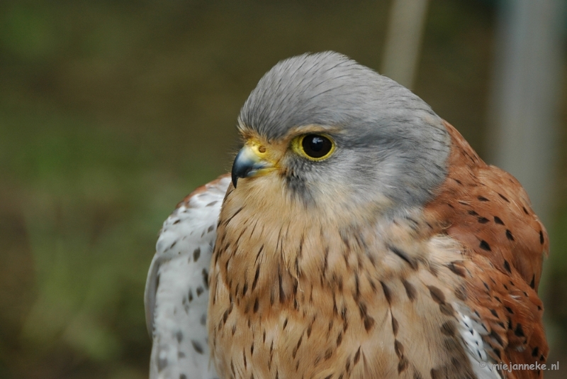 DSC_1599.JPG - Falcon Crest 2011