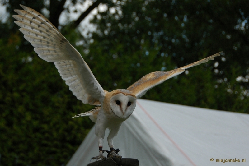 DSC_1645.JPG - Falcon Crest 2011