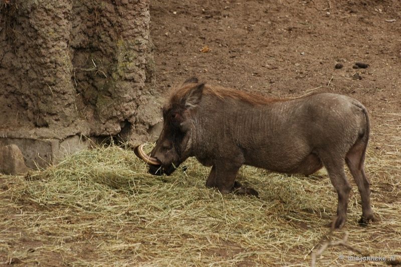 DSC_5302.JPG - Ouwehand Rhenen 2011