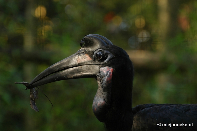 DSC_1298.JPG - Overloon zoo parc