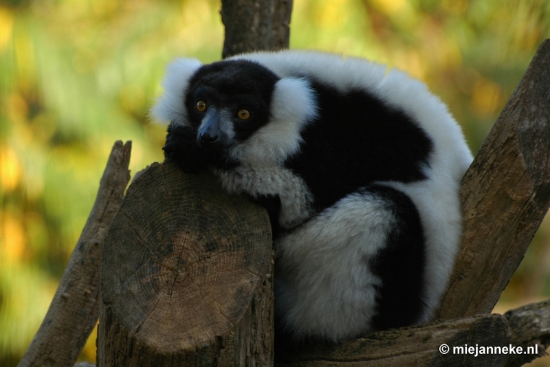 DSC_1556.JPG - Overloon zoo parc