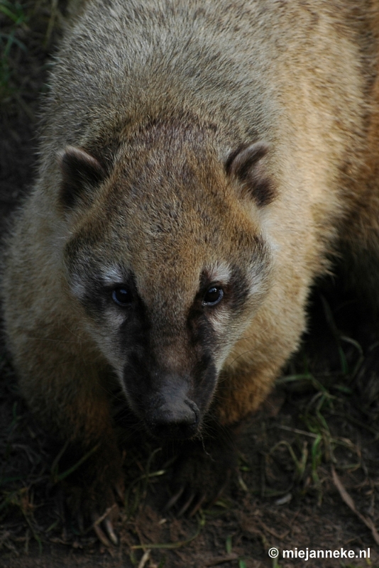 DSC_1569.JPG - Overloon zoo parc