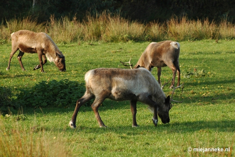 DSC_1576.JPG - Overloon zoo parc