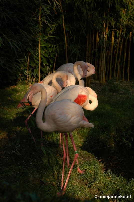 DSC_1609.JPG - Overloon zoo parc