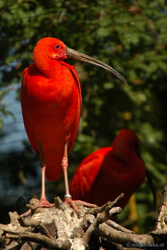 DSC_3738a.JPG - Overloon zoo parc 2011