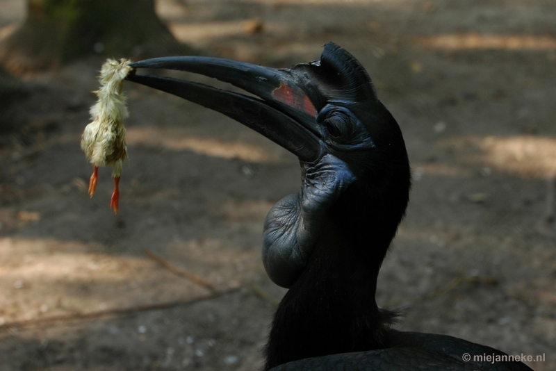 DSC_3758.JPG - Overloon zoo parc 2011