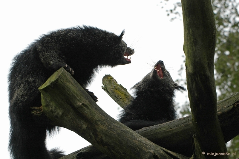 DSC_4115.JPG - Overloon zoo parc 2011