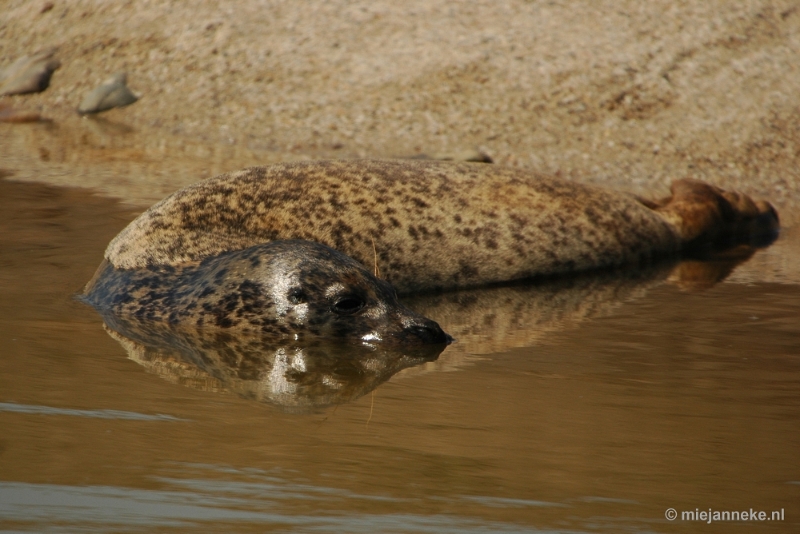 DSC_4157.JPG - Overloon zoo parc 2011