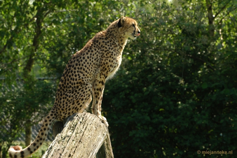 DSC_4203.JPG - Overloon zoo parc 2011