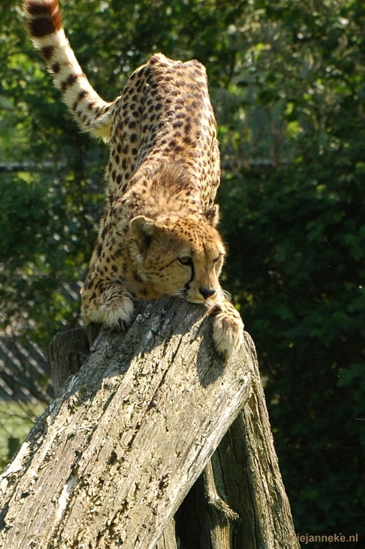 DSC_4209.JPG - Overloon zoo parc 2011