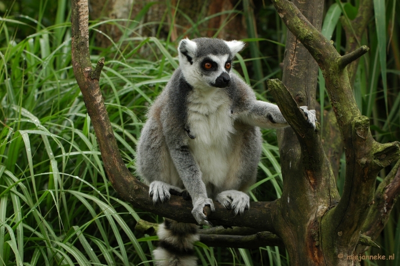 DSC_4237.JPG - Overloon zoo parc 2011