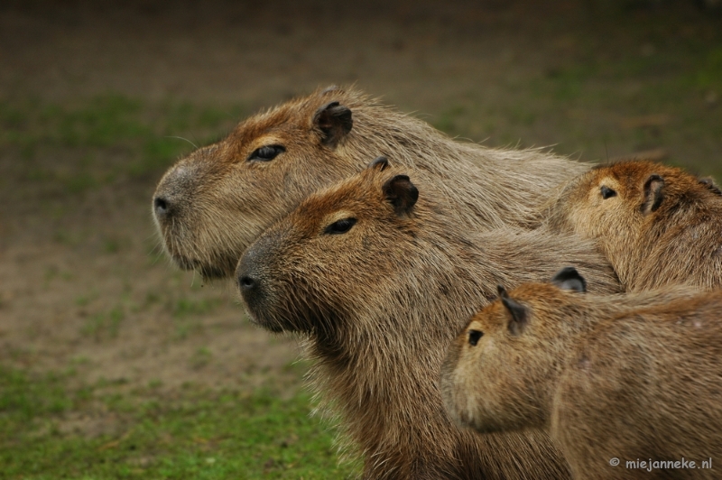 DSC_4304.JPG - Overloon zoo parc 2011