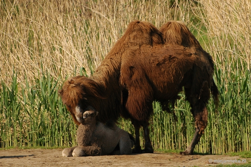 DSC_4417.JPG - Overloon zoo parc 2011