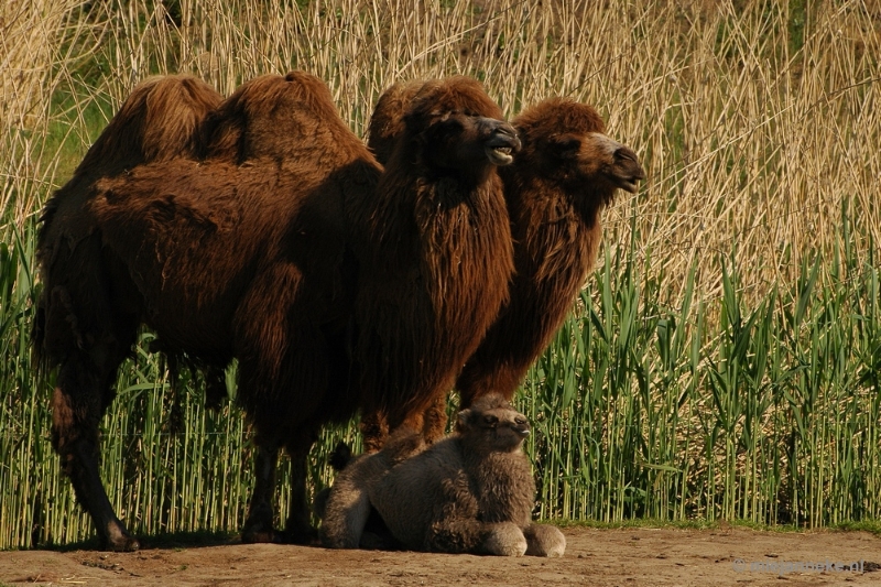 DSC_4425.JPG - Overloon zoo parc 2011