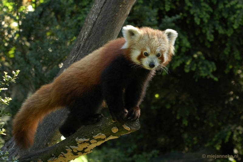 DSC_4501.JPG - Overloon zoo parc 2011