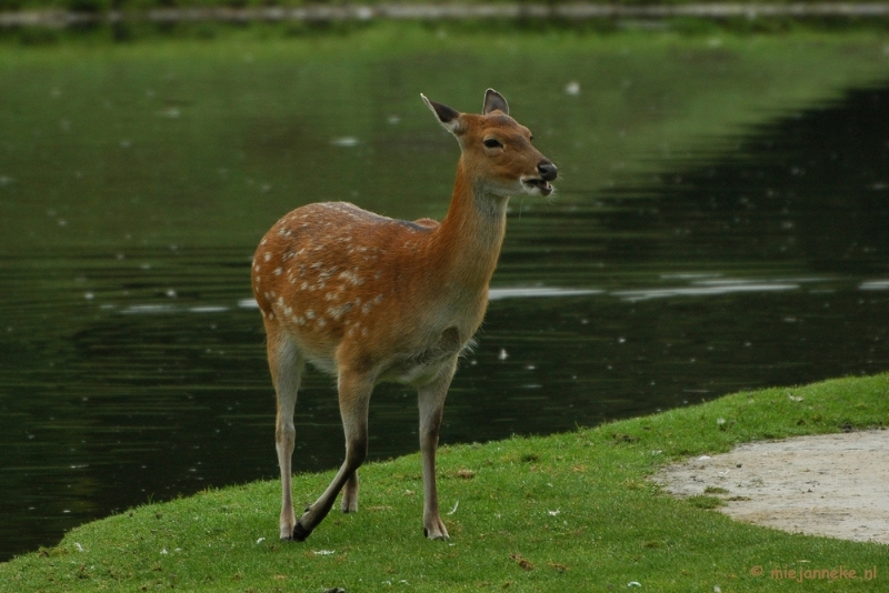 DSC_4507.JPG - Overloon zoo parc 2011