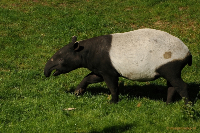 DSC_4561.JPG - Overloon zoo parc 2011