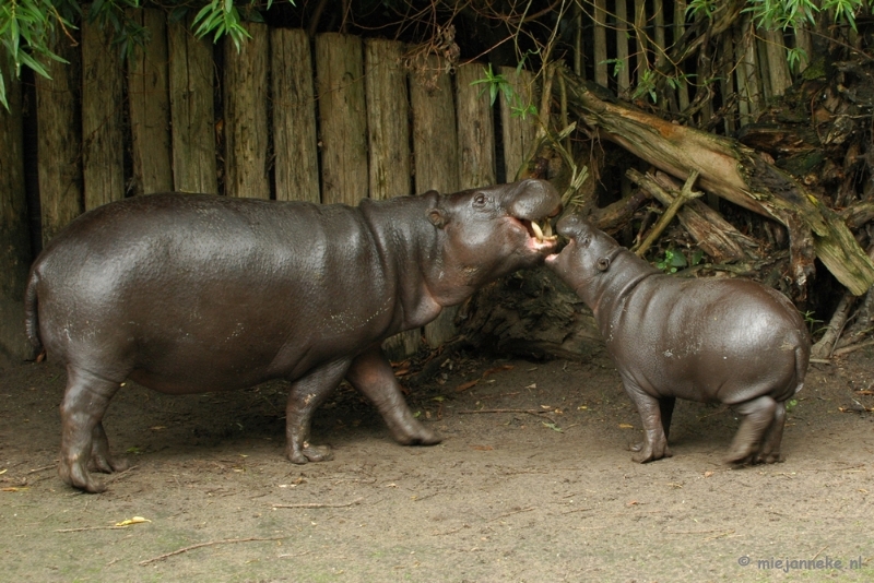 DSC_4719.JPG - Overloon zoo parc 2011