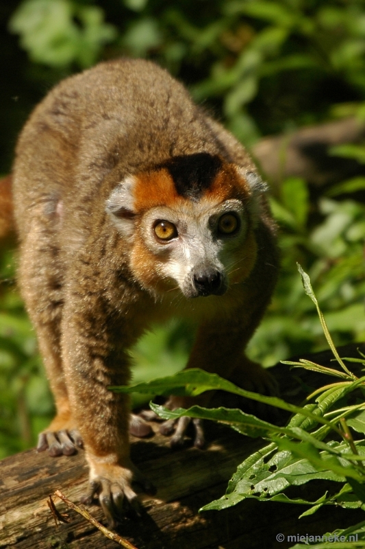 DSC_4859.JPG - Overloon zoo parc 2011