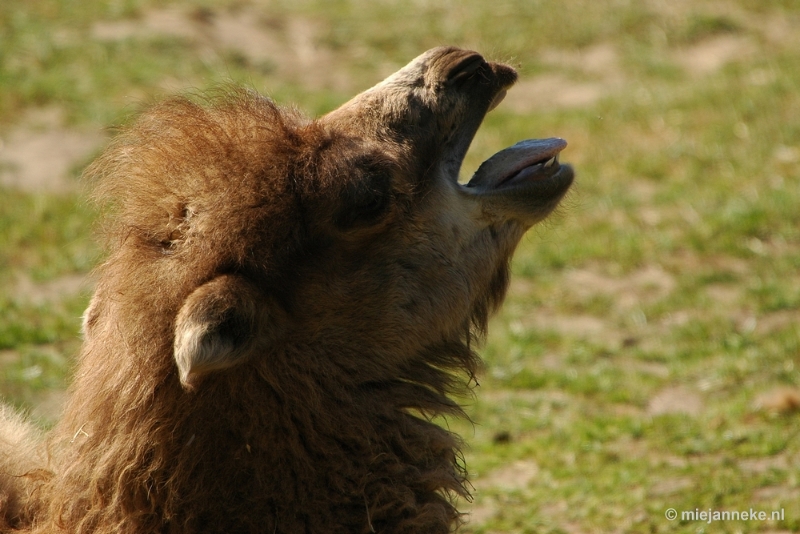 DSC_5011.JPG - Overloon zoo parc 2011