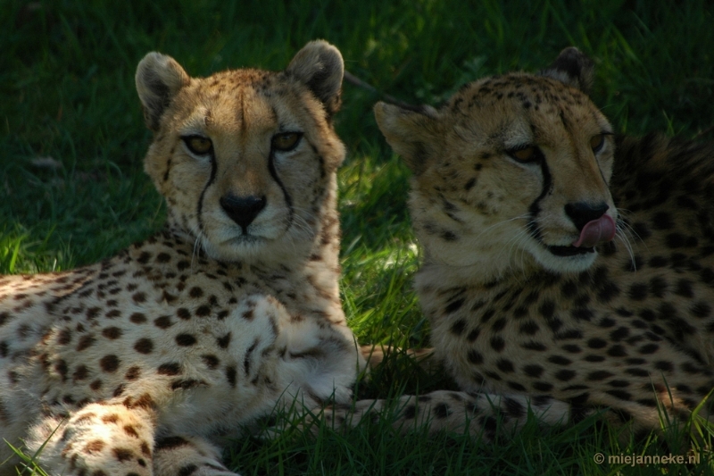 DSC_5103.JPG - Overloon zoo parc 2011