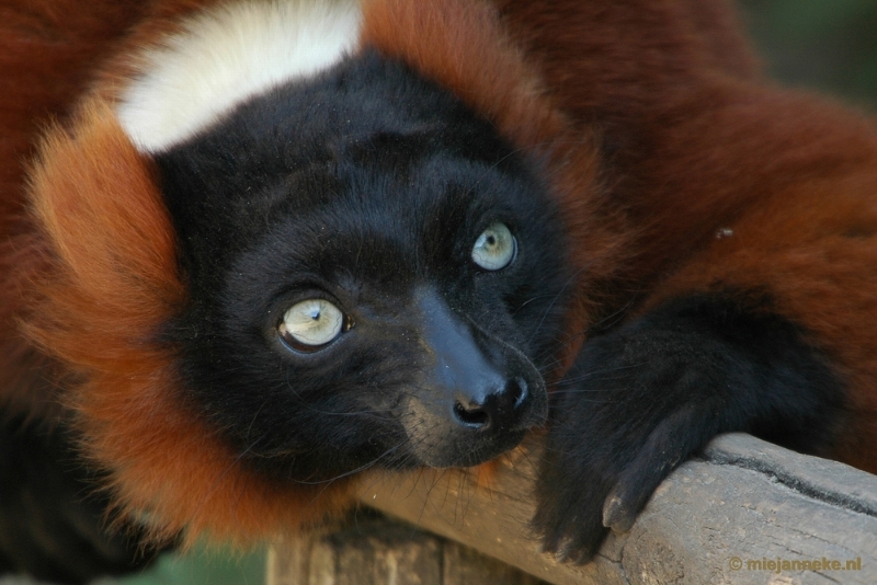 vari1.JPG - Overloon zoo parc 2011