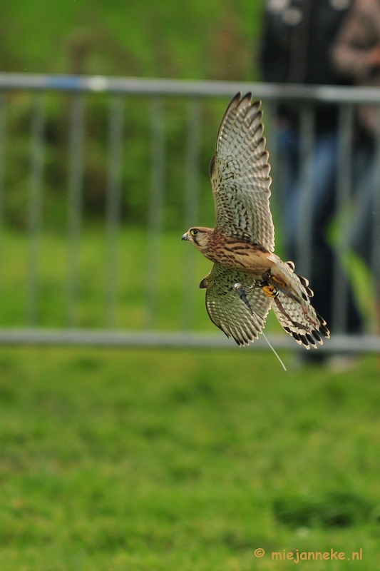 DSC_4384.JPG - Platteland en valkeniers beurs Overpelt 2011