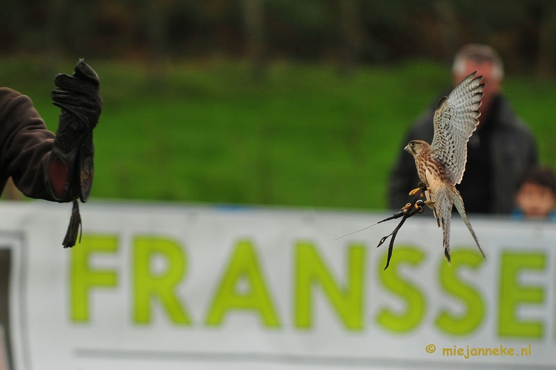 DSC_4385.JPG - Platteland en valkeniers beurs Overpelt 2011