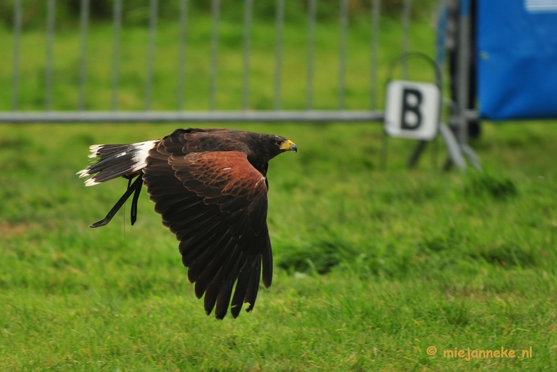 DSC_4473.JPG - Platteland en valkeniers beurs Overpelt 2011