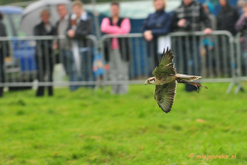 DSC_4501.JPG - Platteland en valkeniers beurs Overpelt 2011